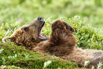 Brown Bear resting in is back