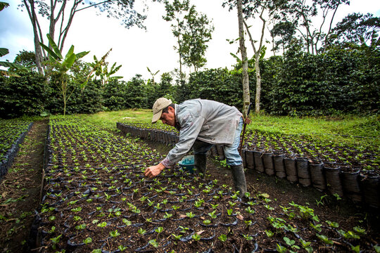A man cleans his beds of young coffee plants before transport to the field on a coffee farm in rural Colombia.