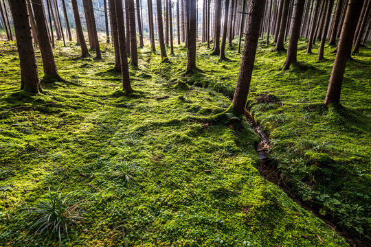 Moss covered forest