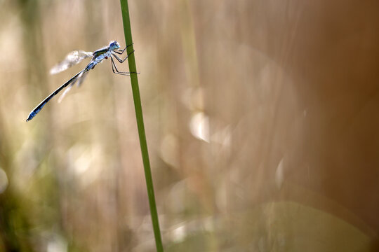 Willow Emerald Damselfly or Western Willow Spreadwing (Lestes viridis), male, North Rhine-Westphalia,