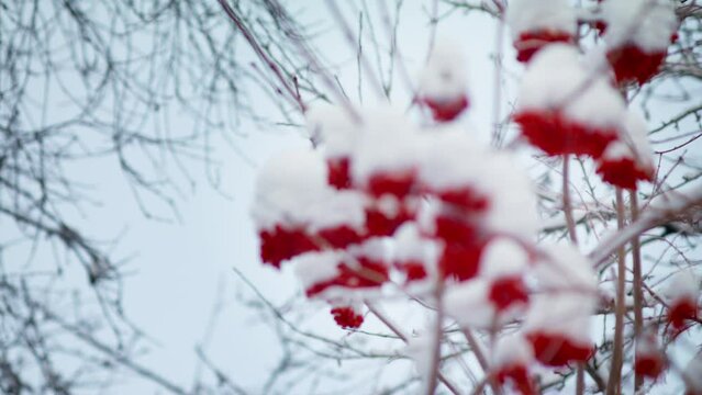 Guelder rose under the snow in winter.
Medicinal berries Viburnum opulus.  Kalina red in ice. Frozen branches in the forest, ice on the tree and leaves.