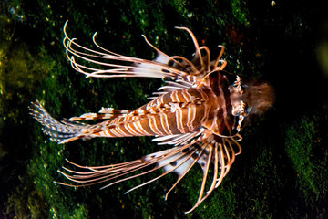 The underwater world of oceans