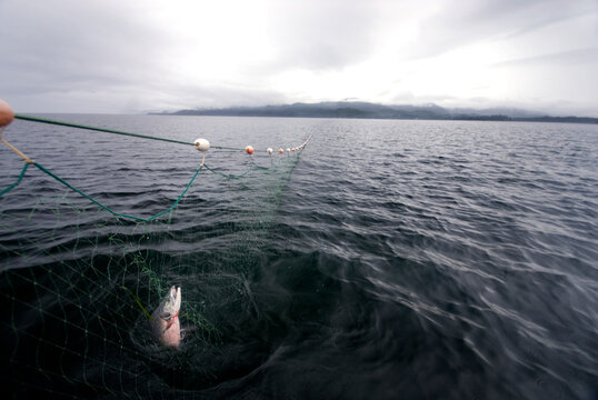 Gillnet fishing boats 'fishing the line', Bristol Bay, Alaska Stock Photo -  Alamy