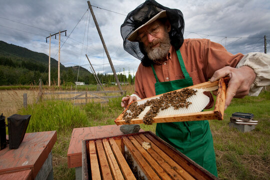 Sorrento, BC - Honey bees, bred for resistance against the deadly bee mite, pollinate Crannog Ale's organic hops.