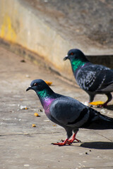 pigeon in the park