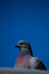 Obraz premium close up of a pigeon