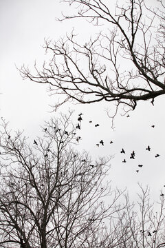 A flock of birds takes flight from leafless tree branches.