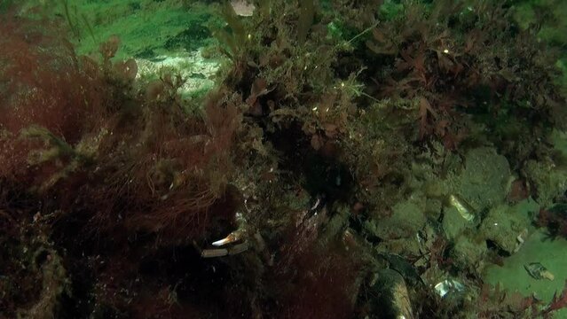 Crab in algae of seabed of fantastic underwater world of Kara Sea. Strigun crab (Hemigrapsus sanguineus) in fascinating wildlife of underwater world of inhabitants of the water space.
