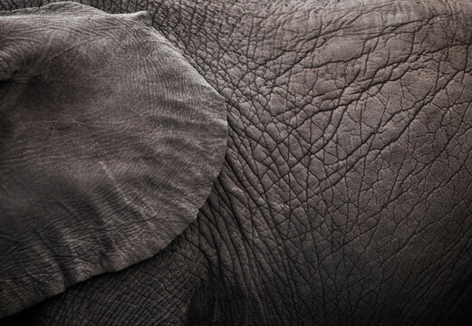 Textures of elephant skin.