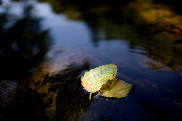 2 leaves rest comfortably together on the surface of a river.