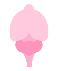 Animal anatomy. Mouse Brain (dorsal surface).