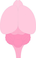 Animal anatomy. Mouse Brain (dorsal surface).