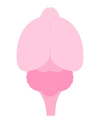 Animal anatomy. Mouse Brain (dorsal surface).