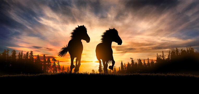 two free horses run at sunset
