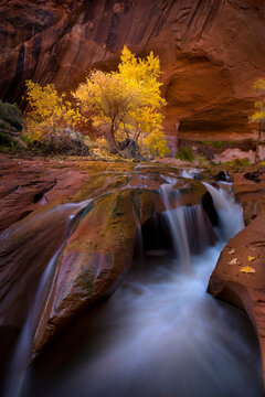 Waterfall in a Utah canyon complimented by Cottonwood trees in Autumn.