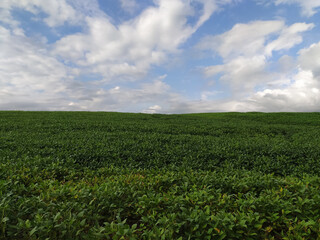 soy plantation on the farm