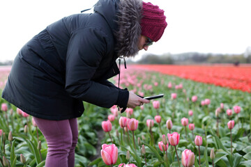 A woman bends over to take a photo of a flower in a tulip field.