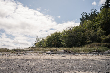 Driftwood logs on a pebbled beach wtih grass and trees against white clouds and blue sky