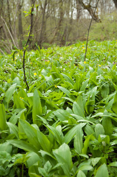 Wild garlic (Allium ursinum) in a field, Munich, Bavaria, Germany