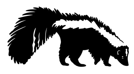 drawing skunk vector illustration isolated on white	