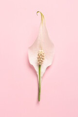 Erotic metaphor. Rose bud with petals resembling vulva. Beautiful flower as background, closeup