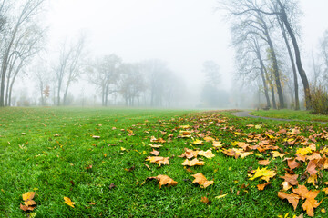 Morning mist in autumn park