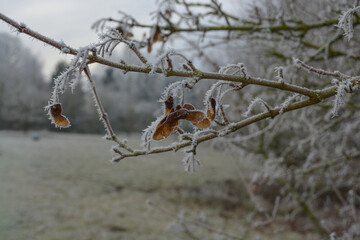 Frosty branches on trees on a winter day in the park. Snowy scenes in January. 
