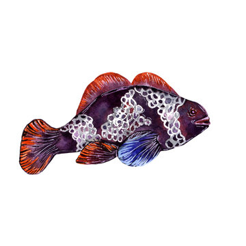 Purple and red fish. Watercolor illustration isolated on white
