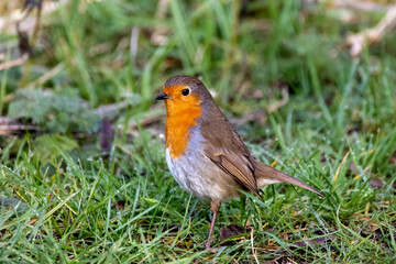 European Robin