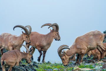 Mountain goats in the Caucasus