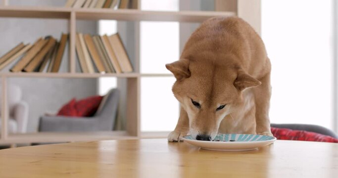 Cute akita inu puppy eatting from plate at home in cozy comfortable living room or studio. A dog enjoying food at the table. Animal care concept.
