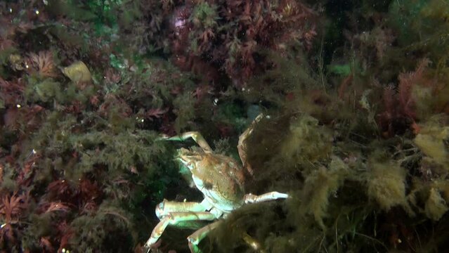 Strigun crab in algae of seabed of Kara Sea of Novaya Zemlya. Strigun crab (Hemigrapsus sanguineus, Chionoecetes opilio) is a species of crab that lives in Kara Sea.