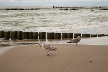 Souther Baltic sea coast, Northern Poland, Pomerania, sandy beach, late winter time, seagull, sea-mew