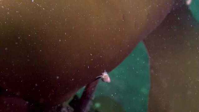 Aquatic plants found in subset world of Barents Sea. In video collection, there are numerous recordings of incredible underwater environment and its inhabitants.