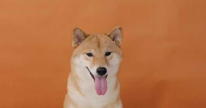Portrait of a cute akita inu dog on the background orange wall. The dog breathes with his tongue out. Close-up. Animal care concept.