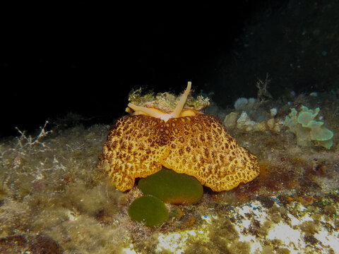 Magnificent sea slug umbraculum umbraculum from Cyprus