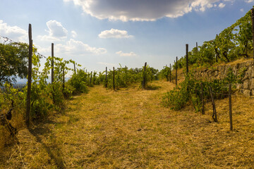 Fototapeta na wymiar Drone photography of vineyard