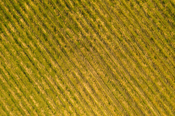 Drone photography of vineyard