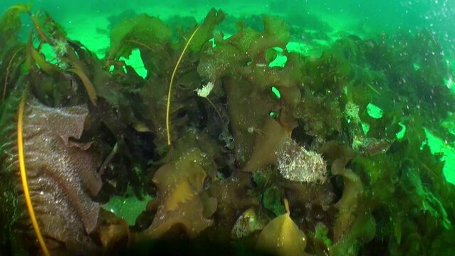 Underwater vegetation found in underwater kingdom of Barents Sea. Different types of water-dwelling plants found in Barents Sea, also referred to as sea lettuce and kelp.