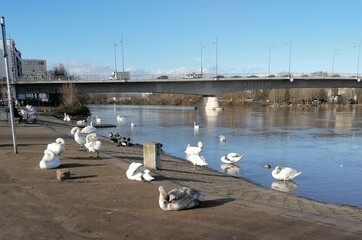 Schw&auml;ne am Main
