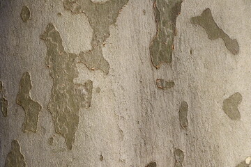 Tree bark texture oak