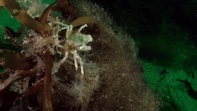 Crab hiding in seaweed underwater of Kara Sea. Seabed of Kara Sea, located near Novaya Zemlya, is home to Hemigrapsus sanguineus crab. Watch more videos about these marine life in collection.