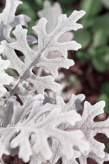White leaves of cineraria close up