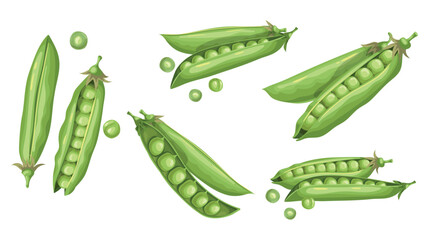 Green peas set. Fresh organic vegetables collection. Best for packaging, menu designs, flyers etc. Vector illustration.