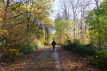 Mann macht einen Spaziergang im Herbstlichen Wald bei Delligsen