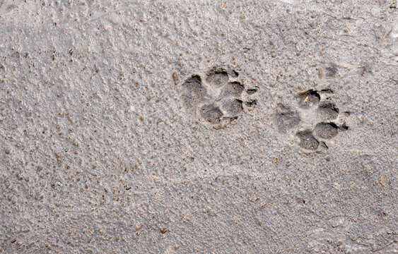 Animal paw prints in concrete pavement texture