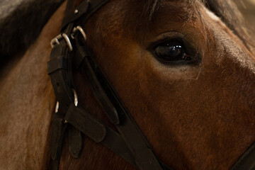 Cheval de travaille