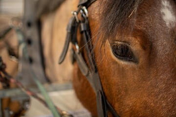 Cheval de travaille