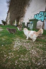 Cats of Procida Island, Italy.