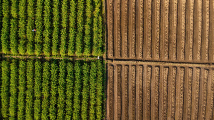 Aerial view of furrows row pattern in a plowed field prepared for planting crops in spring and rows...
